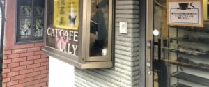 所沢にある猫カフェ③：CAT CAFE LILY
