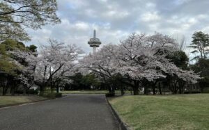 桜が綺麗な航空公園